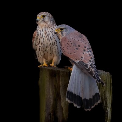 <i class='fa fa-user'></i> John_Jak |   Torenvalk  <i class='fa fa-eye'> 348</i>  <i class='fa fa-thumbs-up'> 18</i>   <i class='fa fa-comment-o'> 9</i>