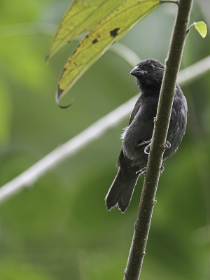 <i class='fa fa-user'></i> Paul van Giersbergen |   Zwartborstgrondvink  <i class='fa fa-eye'> 101</i>   <i class='fa fa-comment-o'> 1</i>