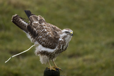 Zaterdag morgen begon goed, een serie kunnen maken van deze mooie buizerd. Zijn achterpartij kwam omhoog en FLATSS...!