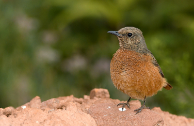Bird picture: Monticola rupestris / Kaapse Rotslijster / Cape Rock Thrush