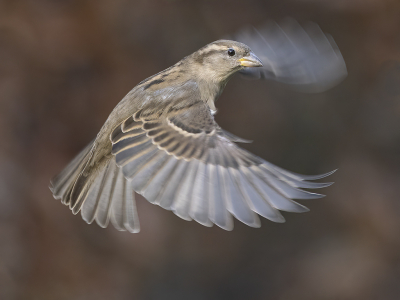 <i class='fa fa-user'></i> Fred |   Huismus  <i class='fa fa-eye'> 257</i>  <i class='fa fa-thumbs-up'> 23</i>   <i class='fa fa-comment-o'> 14</i>