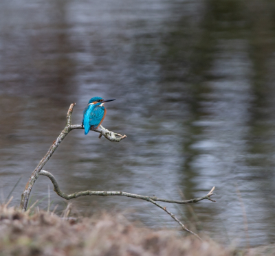 Op mijn rondje door de duinen kwam ik deze vissende IJsvogel tegen die op dat moment heel mooi belicht was.