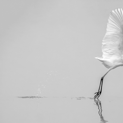 Even een 'test case', om te zien of een dergelijke foto op BirdPix 'kan': Staat er voldoende 'vogel' op de foto?
Ik heb deze foto gemaakt voor een natuurfotowedstrijd, met als thema 'Zwart-wit'. Mijn eigenlijke doel was om een mooie, wat 'zachte' foto van een Grote Zilverreiger te maken, met spiegelbeeld in het water. Dat was ook goed gelukt. Toch had ik gekozen om deze foto van een net opvliegende Zilverreiger voor de wedstrijd in te sturen, juist omdat die eigenlijk tegen alle compositieregels indruist. Zelf vind ik hem door de opspattende druppels wel fraai, en in de fotowedstrijd gooide deze foto hoge ogen. Maar ik zou me goed kunnen voorstellen dat het voor BirdPix 'onvoldoende vogel' bevat.
Ik ben benieuwd.