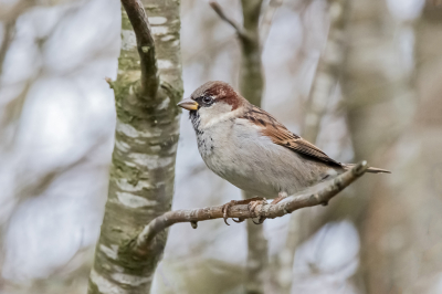 En dan toch nog even een van de foto's die eigenlijk bedacht had voor de afgelopen MO, voordat ik besloot om 'onze' leucistische Merel te uploaden.
Dit is een van de foto's die ik, buiten in de kou zittend, in onze tuin gemaakt heb. Dit vind ik mijn mooiste foto van deze serie van een mannetje Huismus.