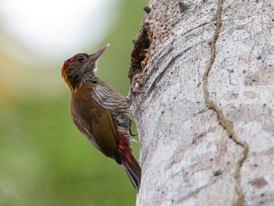 Bird picture: Veniliornis kirkii / Roodstuitspecht / Red-rumped Woodpecker