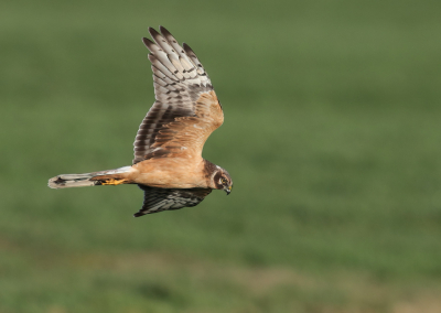 <i class='fa fa-user'></i> horneman69 |   Steppekiekendief  <i class='fa fa-eye'> 367</i>  <i class='fa fa-thumbs-up'> 21</i>   <i class='fa fa-comment-o'> 12</i>