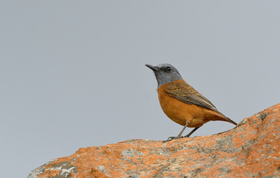 Bird picture: Monticola rupestris / Kaapse Rotslijster / Cape Rock Thrush