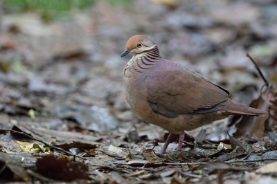 Bird picture: Zentrygon linearis / Bruine Kwartelduif / Lined Quail-Dove