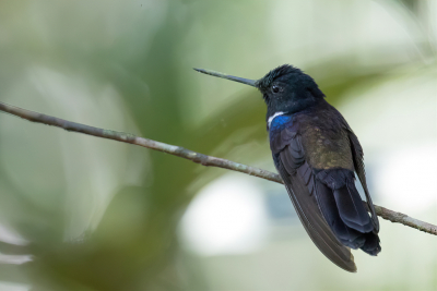 <i class='fa fa-user'></i> Paul van Giersbergen |   Zwarte Incakolibrie  <i class='fa fa-eye'> 112</i>  <i class='fa fa-thumbs-up'> 2</i>   <i class='fa fa-comment-o'> 4</i>
