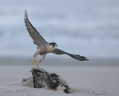 <i class='fa fa-user'></i> Henk Wiebe van der Meulen |   Slechtvalk  <i class='fa fa-eye'> 295</i>  <i class='fa fa-thumbs-up'> 13</i>   <i class='fa fa-comment-o'> 9</i>