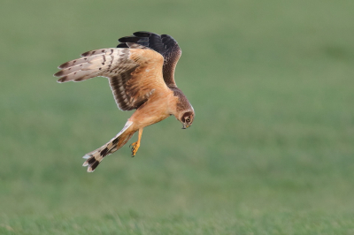 <i class='fa fa-user'></i> horneman69 |   Steppekiekendief  <i class='fa fa-eye'> 355</i>  <i class='fa fa-thumbs-up'> 25</i>   <i class='fa fa-comment-o'> 11</i>