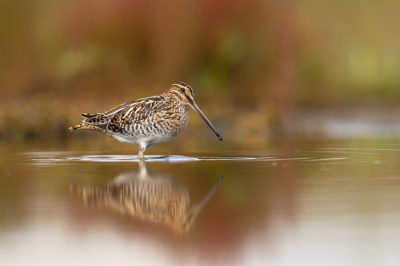 <i class='fa fa-user'></i> Loes Belovics |   Watersnip  <i class='fa fa-eye'> 354</i>  <i class='fa fa-thumbs-up'> 30</i>   <i class='fa fa-comment-o'> 17</i>