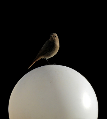 <i class='fa fa-user'></i> sieb |   Zwarte Roodstaart  <i class='fa fa-eye'> 285</i>  <i class='fa fa-thumbs-up'> 16</i>   <i class='fa fa-comment-o'> 14</i>