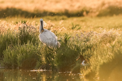 <i class='fa fa-user'></i> John_Jak |   Lepelaar  <i class='fa fa-eye'> 262</i>  <i class='fa fa-thumbs-up'> 13</i>   <i class='fa fa-comment-o'> 12</i>