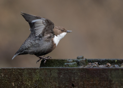 <i class='fa fa-user'></i> Jurgen Maassen |   Waterspreeuw  <i class='fa fa-eye'> 323</i>  <i class='fa fa-thumbs-up'> 13</i>   <i class='fa fa-comment-o'> 15</i>