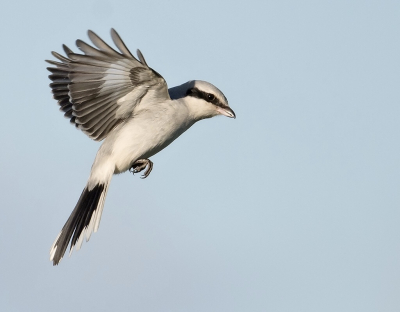 <i class='fa fa-user'></i> Hillebrand Keun |   Klapekster  <i class='fa fa-eye'> 316</i>  <i class='fa fa-thumbs-up'> 21</i>   <i class='fa fa-comment-o'> 10</i>