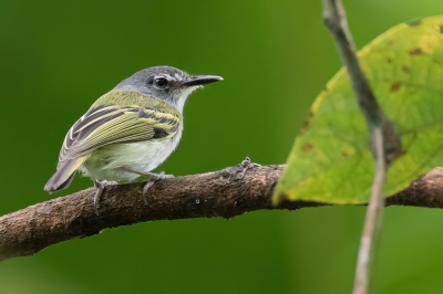 <i class='fa fa-user'></i> Paul van Giersbergen |   Grijskeelschoffelsnavel  <i class='fa fa-eye'> 119</i>  <i class='fa fa-thumbs-up'> 1</i>   <i class='fa fa-comment-o'> 1</i>