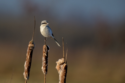Bird picture: Lanius excubitor / Klapekster / Great Grey Shrike