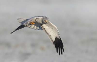 <i class='fa fa-user'></i> Ben Reitsma |   Blauwe Kiekendief  <i class='fa fa-eye'> 387</i>  <i class='fa fa-thumbs-up'> 22</i>   <i class='fa fa-comment-o'> 10</i>