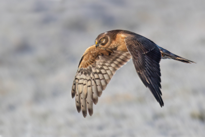 <i class='fa fa-user'></i> Ben Reitsma |   Steppekiekendief  <i class='fa fa-eye'> 382</i>  <i class='fa fa-thumbs-up'> 17</i>   <i class='fa fa-comment-o'> 7</i>