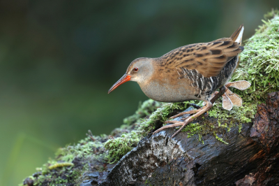 <i class='fa fa-user'></i> Frank Kremer |   Waterral  <i class='fa fa-eye'> 334</i>  <i class='fa fa-thumbs-up'> 22</i>   <i class='fa fa-comment-o'> 9</i>