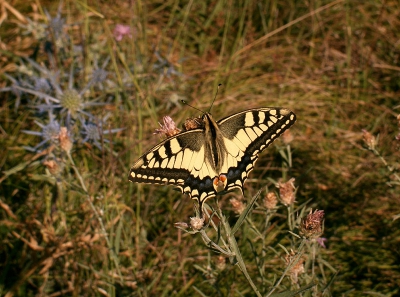 Normaal gesproken: fotografeer ik nooit naar de vlinders, maar deze vond ik erg mooi (had nooit eerder gezien).