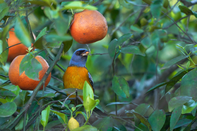 <i class='fa fa-user'></i> Martjan Lammertink |   Blauw-gele Tangare  <i class='fa fa-eye'> 168</i>  <i class='fa fa-thumbs-up'> 5</i>   <i class='fa fa-comment-o'> 4</i>