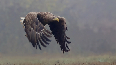 <i class='fa fa-user'></i> Leo Tukker |   Zeearend  <i class='fa fa-eye'> 340</i>  <i class='fa fa-thumbs-up'> 15</i>   <i class='fa fa-comment-o'> 9</i>