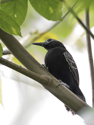 <i class='fa fa-user'></i> Paul van Giersbergen |   Kaalkopmiervogel  <i class='fa fa-eye'> 78</i>   <i class='fa fa-comment-o'> 0</i>