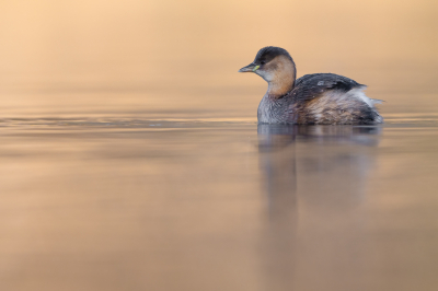 <i class='fa fa-user'></i> Hans Overduin |   Dodaars  <i class='fa fa-eye'> 290</i>  <i class='fa fa-thumbs-up'> 22</i>   <i class='fa fa-comment-o'> 12</i>