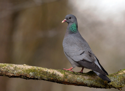 <i class='fa fa-user'></i> henkdikkers |   Holenduif  <i class='fa fa-eye'> 222</i>  <i class='fa fa-thumbs-up'> 10</i>   <i class='fa fa-comment-o'> 10</i>