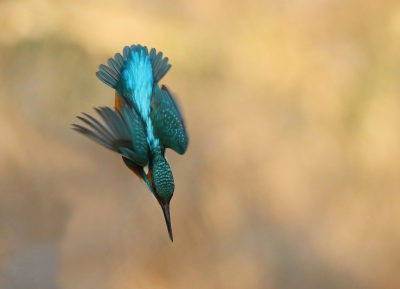 <i class='fa fa-user'></i> Ruben de Bruijn |   IJsvogel  <i class='fa fa-eye'> 364</i>  <i class='fa fa-thumbs-up'> 18</i>   <i class='fa fa-comment-o'> 14</i>