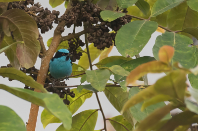 <i class='fa fa-user'></i> Paul van Giersbergen |   Turkooispitpit  <i class='fa fa-eye'> 125</i>  <i class='fa fa-thumbs-up'> 2</i>   <i class='fa fa-comment-o'> 1</i>