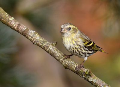 <i class='fa fa-user'></i> henkdikkers |   Sijs  <i class='fa fa-eye'> 233</i>  <i class='fa fa-thumbs-up'> 13</i>   <i class='fa fa-comment-o'> 18</i>