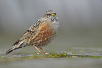 <i class='fa fa-user'></i> Johan G |   Alpenheggenmus  <i class='fa fa-eye'> 421</i>  <i class='fa fa-thumbs-up'> 21</i>   <i class='fa fa-comment-o'> 12</i>