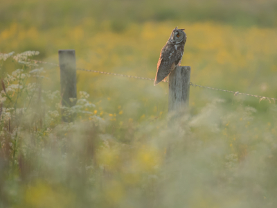 <i class='fa fa-user'></i> LeerdammerKees |   Ransuil  <i class='fa fa-eye'> 374</i>  <i class='fa fa-thumbs-up'> 17</i>   <i class='fa fa-comment-o'> 14</i>