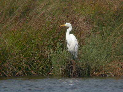 <i class='fa fa-user'></i> Paul Cools | Grote Zilverreiger  <i class='fa fa-eye'> 449</i>  <i class='fa fa-thumbs-up'> 2</i>   <i class='fa fa-comment-o'> 0</i>