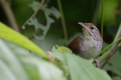<i class='fa fa-user'></i> Paul van Giersbergen |   Niceforo's Winterkoning  <i class='fa fa-eye'> 99</i>   <i class='fa fa-comment-o'> 0</i>