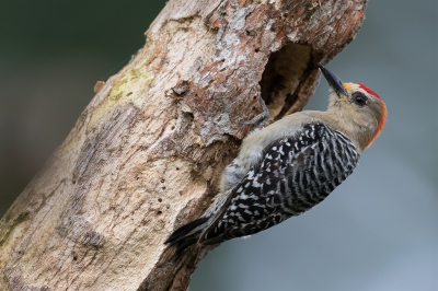 <i class='fa fa-user'></i> Paul van Giersbergen |   Roodkruinspecht  <i class='fa fa-eye'> 129</i>  <i class='fa fa-thumbs-up'> 2</i>   <i class='fa fa-comment-o'> 1</i>