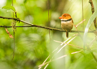 Tijdens een van de vele wandelingen die we gemaakt hebben in Suriname kwamen we deze soort tegen. Terwijl het begon te regenen zat deze vogel doodstil op een tak als een robot om zich heen te kijken. Gelukkig zat hij goed stil want de omstandigheden in de jungle zijn op z'n zachtst gezegd niet heel makkelijk.

Bekijk ook even deze blog die m'n reismaatje gemaakt heeft over onze vakantie!
https://coenvna.wixsite.com/my-site/post/dierenspektakel-in-de-jungle-van-suriname