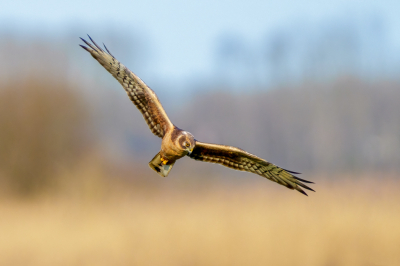 <i class='fa fa-user'></i> John_Jak |   Steppekiekendief  <i class='fa fa-eye'> 298</i>  <i class='fa fa-thumbs-up'> 4</i>   <i class='fa fa-comment-o'> 5</i>