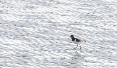 <i class='fa fa-user'></i> Harrie51 |   Scholekster  <i class='fa fa-eye'> 92</i>  <i class='fa fa-thumbs-up'> 1</i>   <i class='fa fa-comment-o'> 20</i>