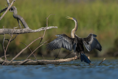 <i class='fa fa-user'></i> Vincent Vuik | Australische Slangenhalsvogel  <i class='fa fa-eye'> 228</i>  <i class='fa fa-thumbs-up'> 4</i>   <i class='fa fa-comment-o'> 17</i>