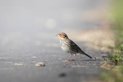 Bunting hadn't been seen for an hour so I was photographing reed buntings and it turned up!