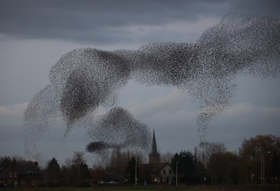 <i class='fa fa-user'></i> LeerdammerKees |   Spreeuw  <i class='fa fa-eye'> 335</i>  <i class='fa fa-thumbs-up'> 19</i>   <i class='fa fa-comment-o'> 11</i>