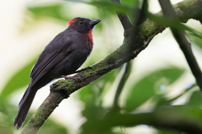 <i class='fa fa-user'></i> Paul van Giersbergen |   Grijsrugmiertangare  <i class='fa fa-eye'> 94</i>   <i class='fa fa-comment-o'> 2</i>