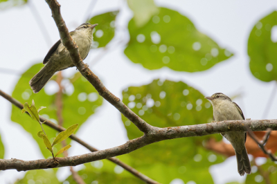 <i class='fa fa-user'></i> Paul van Giersbergen |   Bandgrijsstaart  <i class='fa fa-eye'> 96</i>   <i class='fa fa-comment-o'> 0</i>