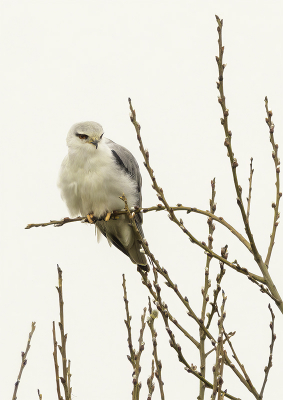 Vandaag vanuit Zwolle een dagje uit geweest in Renesse en uiteraard de camera mee om ook de daar al geruime tijd aanwezige Grijze Wouw op de foto te zetten. Helaas zat hij die dag behoorlijk ver weg en heb de afbeelding dan ook stevig gecropt