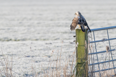 <i class='fa fa-user'></i> Conny Schotanus |   Buizerd  <i class='fa fa-eye'> 100</i>   <i class='fa fa-comment-o'> 20</i>