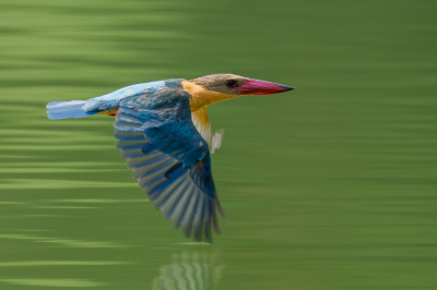 <i class='fa fa-user'></i> GeertN |   Ooievaarsbekijsvogel  <i class='fa fa-eye'> 310</i>  <i class='fa fa-thumbs-up'> 26</i>   <i class='fa fa-comment-o'> 11</i>